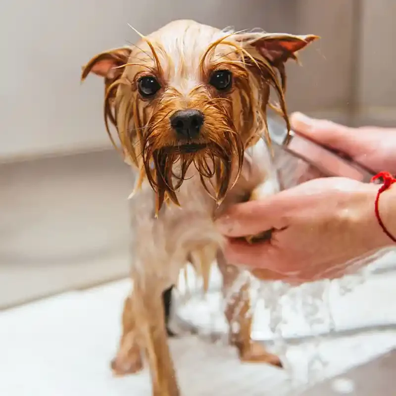 hp-dog-wash